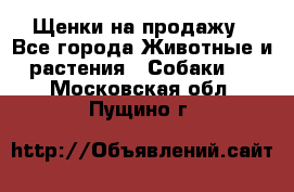 Щенки на продажу - Все города Животные и растения » Собаки   . Московская обл.,Пущино г.